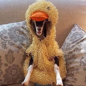 Meet your Posher, Azelle